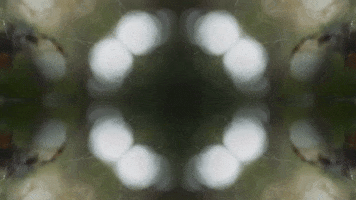 Art Film GIF by jorgemariozuleta