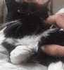 Cat Kitten GIF by Chris