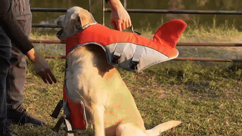 giphyupload GIF