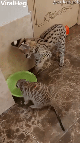 Savannah Kitten Bops Meercat