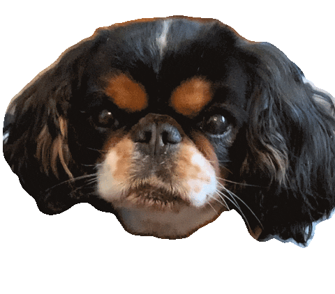 Dog Cheese Sticker by Megababe