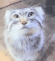Pallas Cat Lev GIF