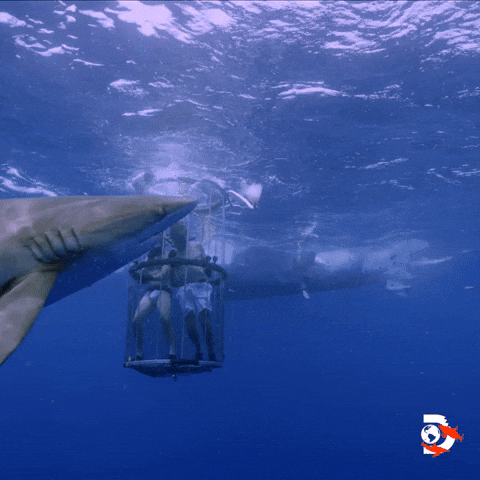 Jackass GIF by Shark Week