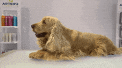 Dogs Stripping GIF by Artero Professional Line