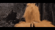 Flower Bee GIF by The Head And The Heart