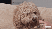 Dog Food GIF by Gogglebox Australia