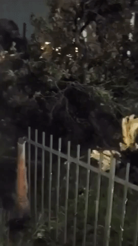 Trees Downed and Buildings Damaged by Tornado in New Orleans