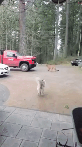 Husky Charges at Cougar Outside British Columbia Home