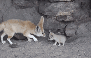 kissing fennec fox GIF
