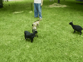 GIF by Giffffr