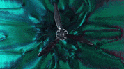 GIF by DAZZLE SHIP
