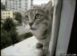 cat windows GIF by Cheezburger