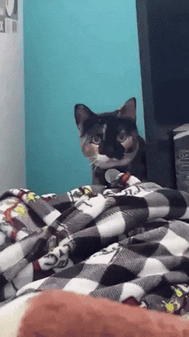 run jump attack assault puddles the cat GIF