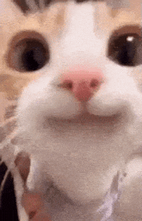samforsamurai happy cat meme GIF