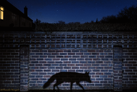 Pamela Chougne Richard Peters GIF