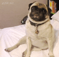 perro GIF