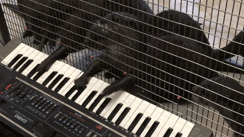 Keyboard Otter GIF