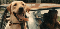 Owen Wilson Dog GIF by 20th Century Fox Home Entertainment