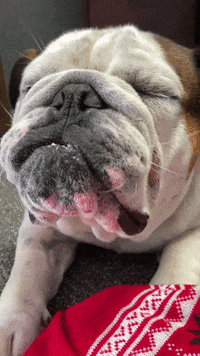 Tired Dog GIF by Gardner-Webb University