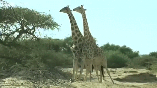 giraffes fighting GIF by hero0fwar