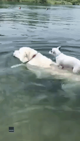 Dry Doggy Paddle: Chihuahua Hitches a Ride on Pal's Back