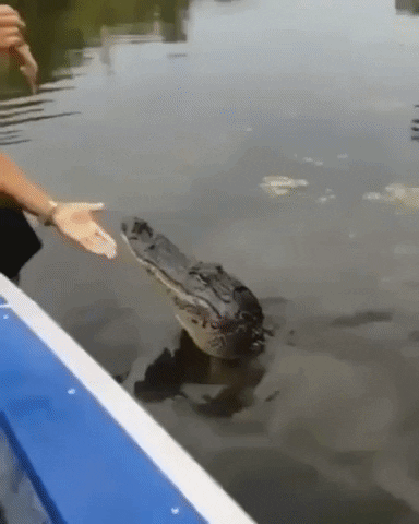 gif-vif giphyupload gifvif see you later alligator GIF