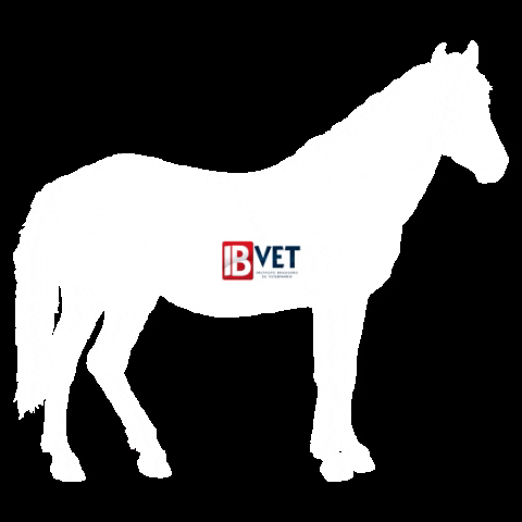 Horse Veterinaria GIF by IBVET