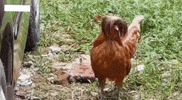 L Hen GIF