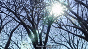 Trees Sunrays GIF