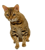 Bengal Cat Sticker by Kitty Fuchs
