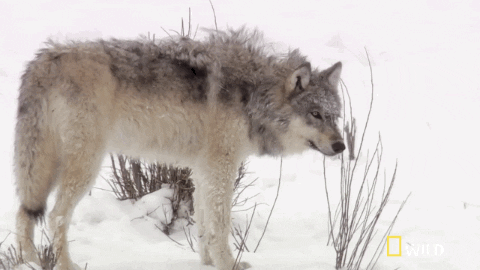 wolf struggle GIF by Nat Geo Wild 