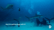 Adam Devine Workaholics GIF by Shark Week