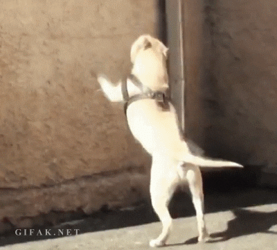 Dog Running GIF