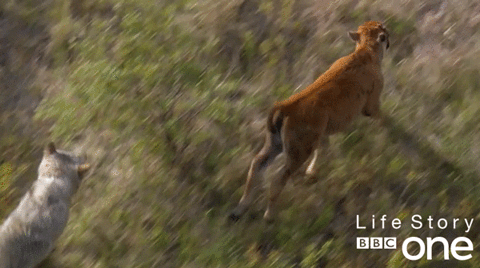 chasing bbc one GIF by BBC