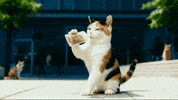 틴더스 GIF