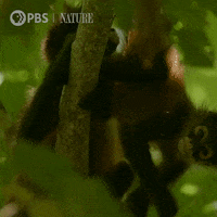 Happy Pbs Nature GIF by Nature on PBS