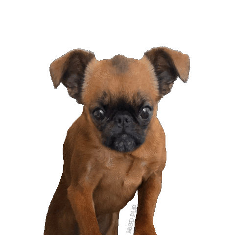 Brussels Griffon Yes Sticker by MISO PUP