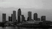 tampa bay GIF by USF Athletics