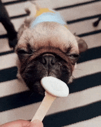 Cute Dog Love GIF