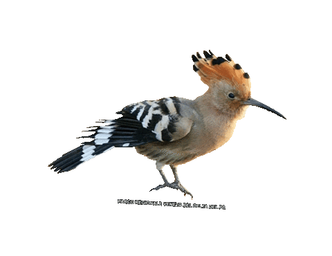 parcodeltapo giphyupload nature bird bike Sticker