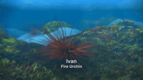 Surfs Up Ivan GIF