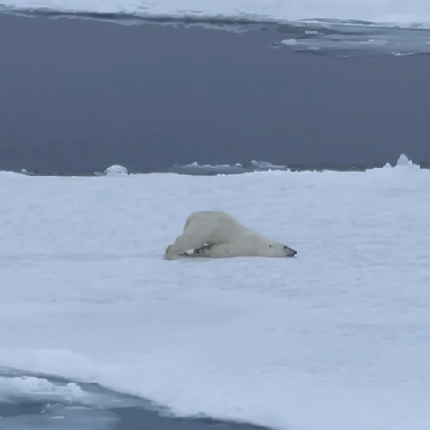 Polar Bear Shenanigans