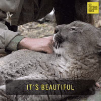 Animal Rescue GIF by 60 Second Docs