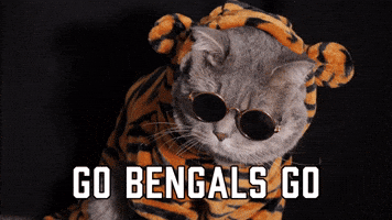 Cincinnati Bengals Football GIF by Sealed With A GIF