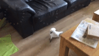 Cockatoo Searches House Frantically Looking for Fun