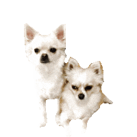 chihuahua STICKER by imoji