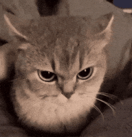 Mad Cat GIF