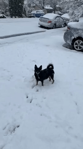 Dog Plays in Heavy Snow in Northern California