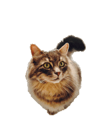 Cat Wtf Sticker by Tilly Thomas lux