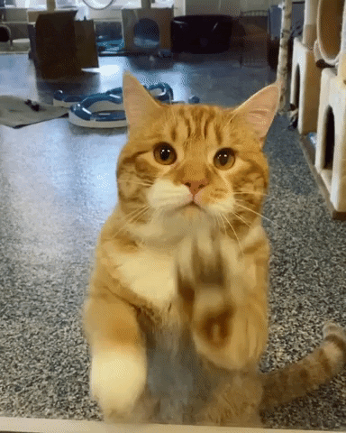 cuteanimalland giphyupload GIF